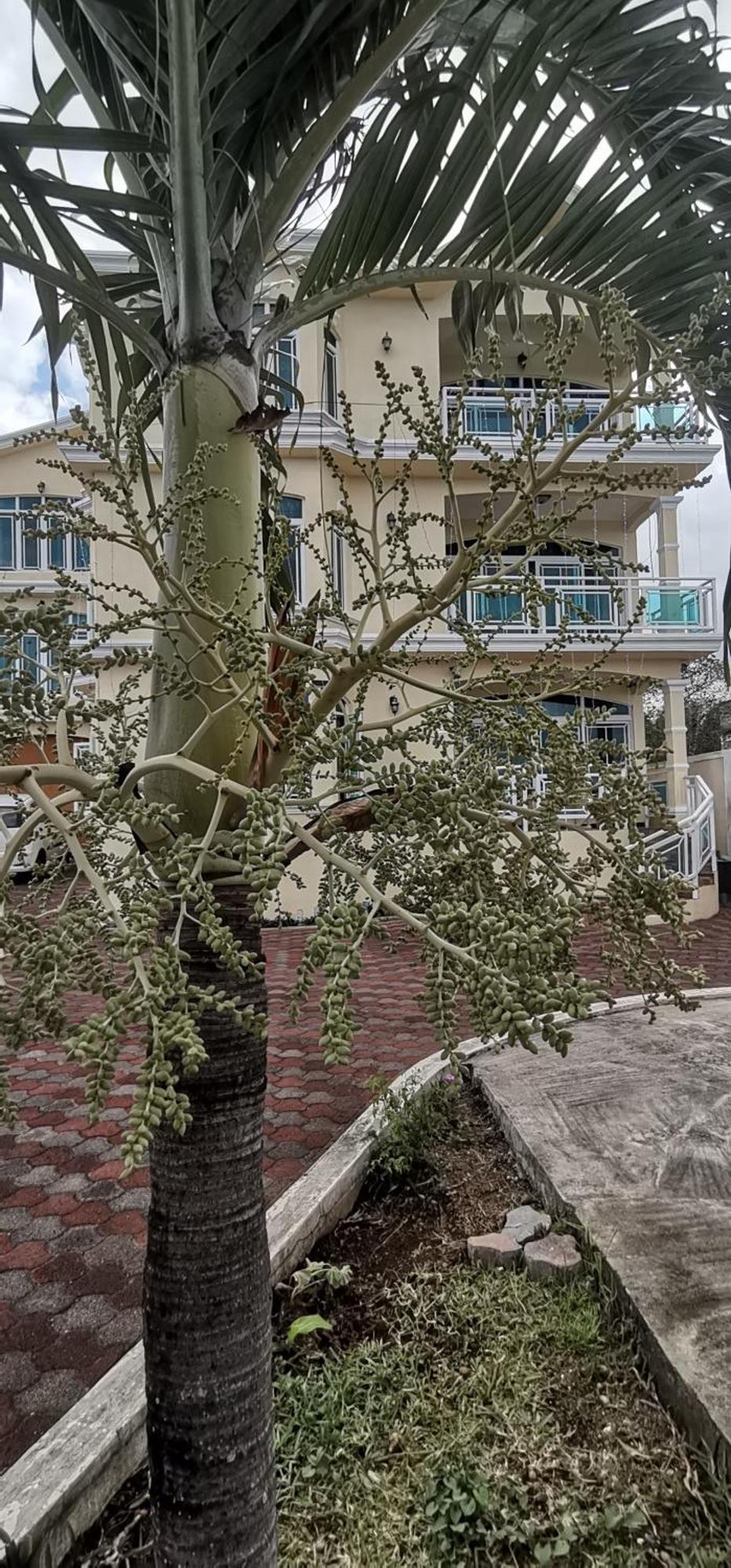Luxor Residence Guesthouse Belle Mare Exterior photo
